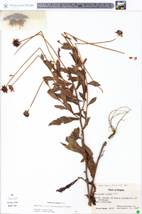 Rudbeckia fulgida image