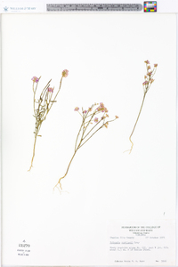 Polygala curtissii image