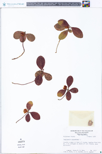 Gaultheria procumbens image