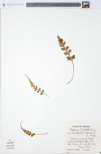 Asplenium x trudellii image