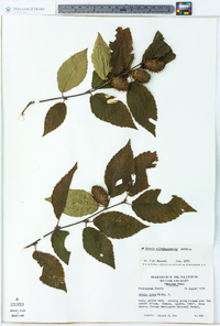 Betula alleghaniensis image