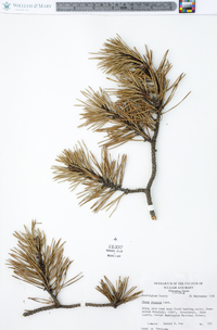 Pinus pungens image