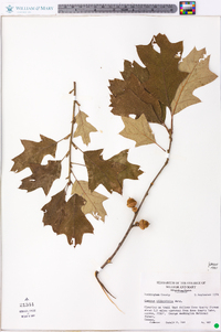 Quercus ilicifolia image