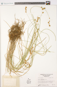 Carex straminea image