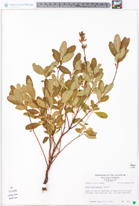 Hypericum walteri image