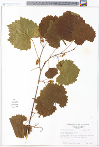 Vitis rotundifolia image