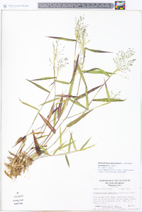 Dichanthelium dichotomum var. ramulosum image