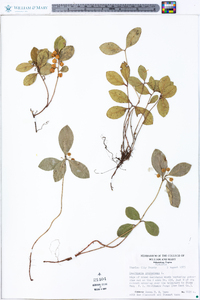 Gaultheria procumbens image