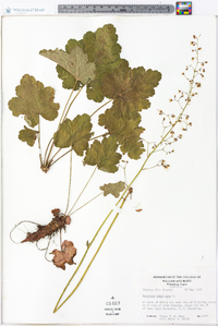 Heuchera americana image