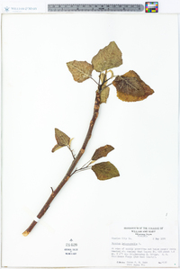 Populus heterophylla image