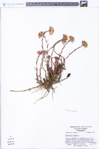 Tussilago farfara image