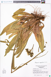 Hieracium caespitosum image