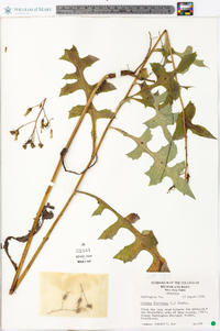 Lactuca floridana image