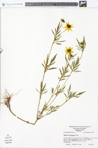 Bidens polylepis image