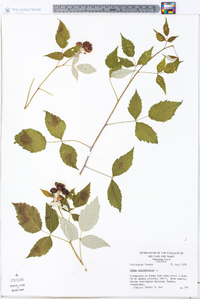 Rubus occidentalis image