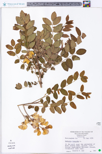 Robinia hispida image