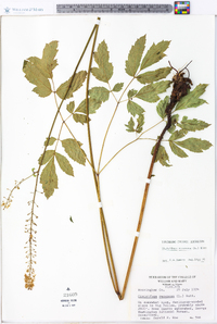 Actaea racemosa image