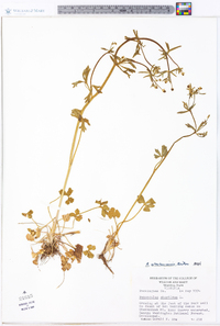 Ranunculus allegheniensis image