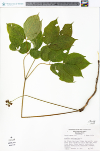 Aralia nudicaulis image