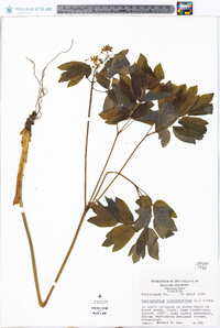 Caulophyllum thalictroides image