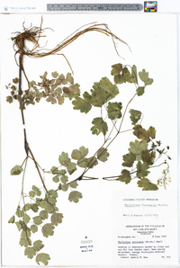 Thalictrum steeleanum image