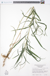 Muhlenbergia sylvatica image