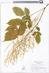 Aruncus dioicus image