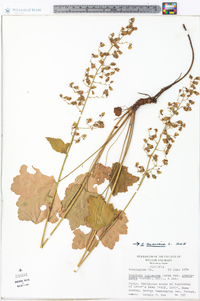 Heuchera americana image