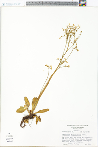 Micranthes virginiensis image