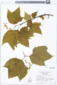 Acer pensylvanicum image