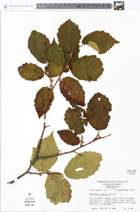 Corylus cornuta image