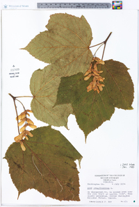 Acer pensylvanicum image