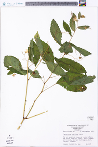 Impatiens pallida image