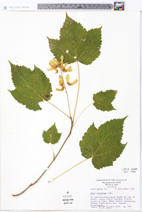 Acer spicatum image