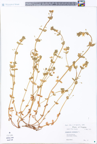 Lysimachia arvensis image