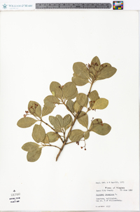 Euonymus japonicus image