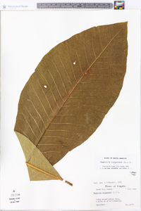 Magnolia tripetala image