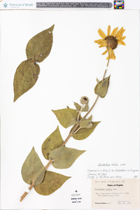 Helianthus mollis image