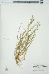 Poa autumnalis image