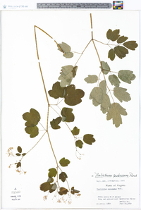 Thalictrum pubescens image