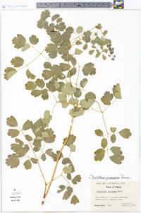 Thalictrum pubescens image