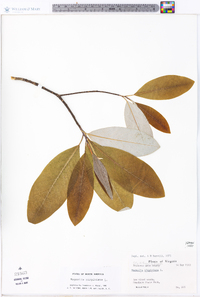 Magnolia virginiana image