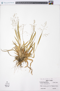 Panicum laxiflorum image