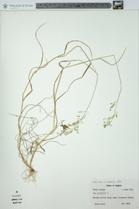 Poa trivialis image