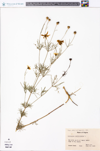 Coreopsis verticillata image