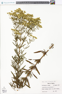 Eupatorium hyssopifolium image