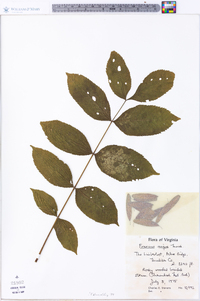 Fraxinus nigra image