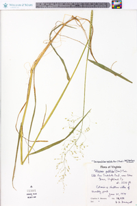 Torreyochloa pallida image