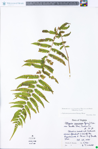 Athyrium pycnocarpon image