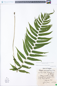 Athyrium pycnocarpon image